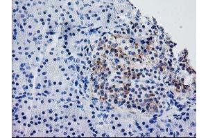 Image no. 1 for anti-Synaptosomal-Associated Protein, 25kDa (SNAP25) antibody (ABIN1501018)