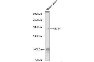 Western Blot analysis of ABCA4 expression in Mouse Brain using ABIN6136350 (ABCB4 抗体  (AA 1-110))