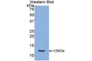 Detection of Recombinant PYY, Mouse using Polyclonal Antibody to Peptide YY (PYY) (Peptide YY 抗体  (AA 30-98))