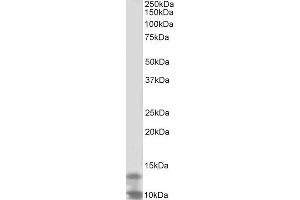 ABIN2562279 (2µg/ml) staining of K562 lysate (35µg protein in RIPA buffer). (DPM3 抗体  (Internal Region))