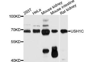 Western blot analysis of extracts of various cell lines, using USH1C antibody. (USH1C 抗体)