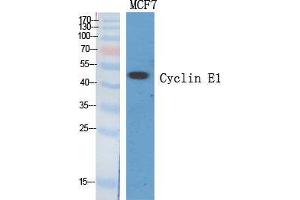 Western Blot (WB) analysis of specific cells using Cyclin E1 Polyclonal Antibody. (Cyclin E1 抗体  (Internal Region))