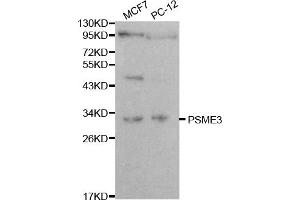 Western blot analysis of extracts of various cell lines, using PSME3 antibody. (PSME3 抗体)