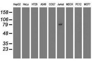 Image no. 2 for anti-Tripartite Motif Containing 2 (TRIM2) (AA 1-100), (AA 1500-1600) antibody (ABIN1490539) (TRIM2 抗体  (AA 1-100, AA 1500-1600))