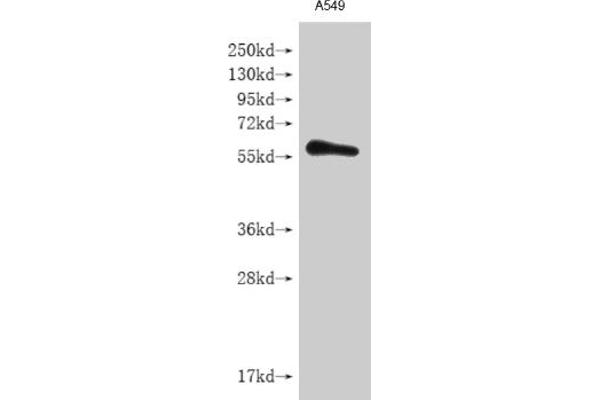 IL28RA 抗体  (AA 21-228)
