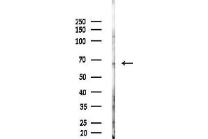 Western blot analysis of lysates from HUVEC cells(starvation,24h treatment), using G Antibody at 1/1000 dilution.
