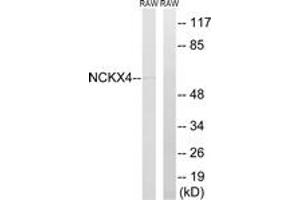 Western Blotting (WB) image for anti-Solute Carrier Family 24 (Sodium/potassium/calcium Exchanger), Member 4 (Slc24a4) (AA 328-377) antibody (ABIN2890647) (SLC24A4 抗体  (AA 328-377))