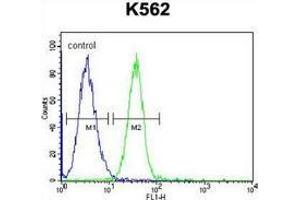 Flow cytometric analysis of K562 cells (right histogram) compared to a negative control cell (left histogram) using SERPINB4 / SCCA2  Antibody (C-term), followed by FITC-conjugated goat-anti-rabbit secondary antibodies. (SERPINB4 抗体  (C-Term))