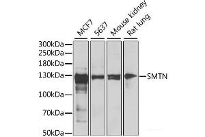 Western blot analysis of extracts of various cell lines using SMTN Polyclonal Antibody at dilution of 1:1000. (Smoothelin 抗体)