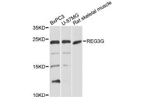 Western blot analysis of extracts of various cell lines, using REG3G antibody. (REG3g 抗体)
