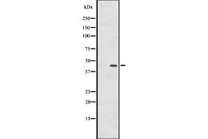 Western blot analysis of GPR137B expression in HepG2 cell lysate ;,The lane on the left is treated with the antigen-specific peptide. (GPR137B 抗体  (C-Term))