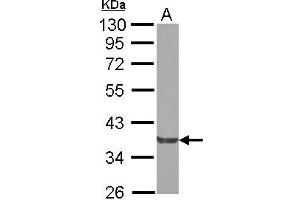 Western Blotting (WB) image for anti-NCK Adaptor Protein 2 (NCK2) (AA 1-286) antibody (ABIN1499653)