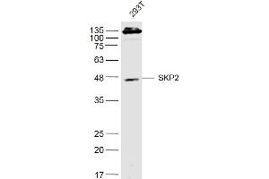 293T lysates probed with SKP2 Polyclonal Antibody, Unconjugated  at 1:500 dilution and 4˚C overnight incubation. (SKP2 抗体  (AA 351-424))