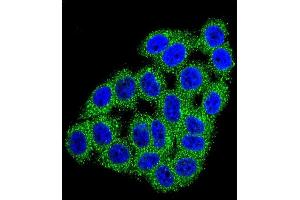 Confocal immunofluorescent analysis of CPB1 Antibody (N-term) (ABIN655962 and ABIN2845347) with Hela cell followed by Alexa Fluor 488-conjugated goat anti-rabbit lgG (green). (CPB1 抗体  (N-Term))