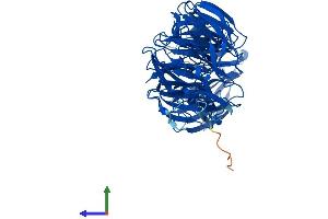 AlphaFold protein structure predicition of Mouse Recombinant Eml2 Protein, UniprotID Q7TNG5