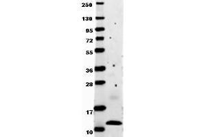Image no. 1 for anti-Chemokine (C-C Motif) Ligand 2 (CCL2) antibody (ABIN1102997) (CCL2 抗体)