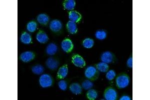 IF analysis of FXI/F11 using anti-FXI/F11 antibody (ABIN7602456). (Factor XI 抗体  (AA 79-155))