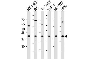 Western Blotting (WB) image for anti-BCL2-Associated X Protein (BAX) (AA 41-76) antibody (ABIN388094)