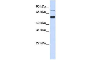 Western Blotting (WB) image for anti-Zinc Finger Protein 773 (ZNF773) antibody (ABIN2458468) (ZNF773 抗体)