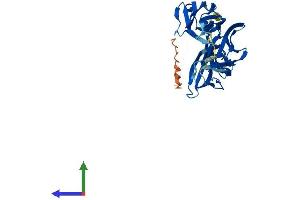 AlphaFold protein structure predicition of Mouse Recombinant Mybphl Protein, UniprotID Q5FW53