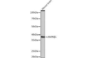 Western blot analysis of extracts of Mouse brain, using AMPKβ1 Rabbit mAb (ABIN7269654) at 1:1000 dilution. (PRKAB1 抗体)