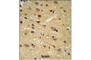 D Antibody (Center) (ABIN652948 and ABIN2842605) IHC analysis in formalin fixed and paraffin embedded human brain tissue followed by peroxidase conjugation of the secondary antibody and DAB staining. (DPP10 抗体  (AA 150-177))