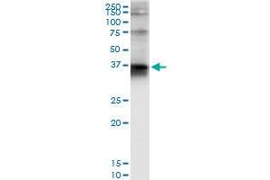 Immunoprecipitation of STX4 transfected lysate using anti-STX4 MaxPab rabbit polyclonal antibody and Protein A Magnetic Bead , and immunoblotted with STX4A purified MaxPab mouse polyclonal antibody (B01P) . (Syntaxin 4 抗体  (AA 1-297))