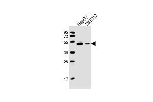 All lanes : Anti-CSIN3 Antibody (M1) at 1:2000 dilution Lane 1: HepG2 whole cell lysate Lane 2: 293T/17 whole cell lysate Lysates/proteins at 20 μg per lane. (PACSIN3 抗体  (N-Term))