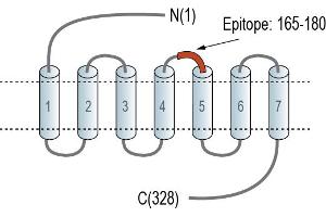 Representative domain view of the target of ABIN7885349.