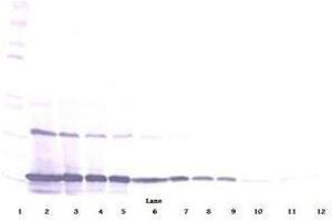 Image no. 2 for anti-Chemokine (C-C Motif) Ligand 2 (CCL2) antibody (ABIN465739) (CCL2 抗体)