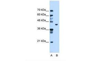 Image no. 2 for anti-Phosphoglycerate Kinase 1 (PGK1) (AA 301-350) antibody (ABIN321382) (PGK1 抗体  (AA 301-350))