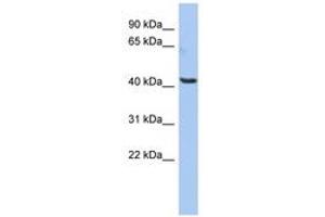 Image no. 1 for anti-Olfactomedin-Like 1 (OLFML1) (AA 323-372) antibody (ABIN6743907) (OLFML1 抗体  (AA 323-372))