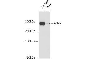Western blot analysis of extracts of various cell lines, using PCNX1 antibody (ABIN7269201) at 1:1000 dilution. (Pecanex-Like Protein 1 (PCNX1) 抗体)