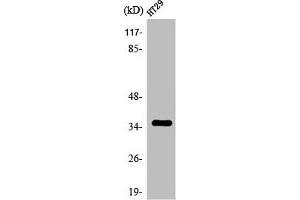 Western Blot analysis of HT29 cells using Olfactory receptor 2K2 Polyclonal Antibody (OR2K2 抗体  (C-Term))