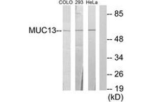 Western blot analysis of extracts from 293/HeLa/COLO205 cells, using MUC13 Antibody. (MUC13 抗体  (AA 421-470))