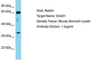 Image no. 1 for anti-Guanine Nucleotide Binding Protein (G Protein), beta Polypeptide 2-Like 1 (GNB2L1) (AA 188-237) antibody (ABIN6750457) (GNB2L1 抗体  (AA 188-237))