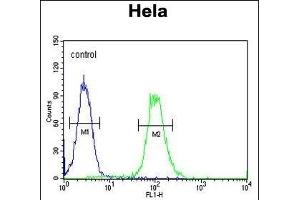 XRCC6 Antibody (Center) (ABIN651281 and ABIN2840168) flow cytometric analysis of Hela cells (right histogram) compared to a negative control cell (left histogram). (XRCC6 抗体  (AA 228-254))
