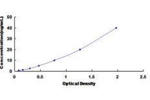 ELISA image for Carboxypeptidase E (CPE) ELISA Kit (ABIN6730971)