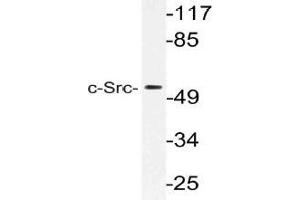 Western blot (WB) analysis of c-Src antibody in extracts from HeLa cells. (NCOA1 抗体)