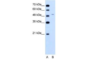 WB Suggested Anti-FECH  Antibody Titration: 0. (FECH 抗体  (N-Term))