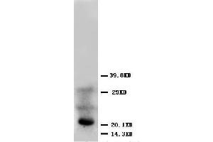 Anti-FGF4 antibody, Western blotting WB: HELA Cell Lysate (FGF4 抗体  (Middle Region))