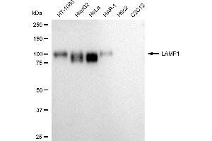 Western blotting analysis using LAMP1 antibody (ABIN7799307).