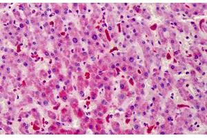Human Liver: Formalin-Fixed, Paraffin-Embedded (FFPE) (STEAP4 抗体  (AA 201-250))