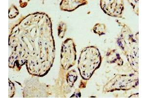 Immunohistochemistry of paraffin-embedded human placenta tissue using ABIN7168957 at dilution of 1:100