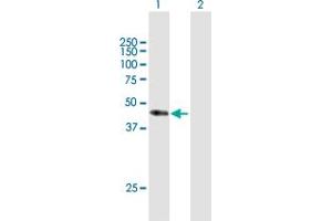 Western Blot analysis of CD34 expression in transfected 293T cell line by CD34 MaxPab polyclonal antibody.