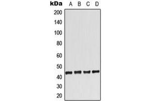 Western blot analysis of Adenosine A2a Receptor expression in HeLa (A), Raw264. (Adenosine A2a Receptor 抗体  (Center))