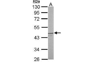 WB Image Sample (50 ug of whole cell lysate) A: mouse liver 10% SDS PAGE antibody diluted at 1:1000 (DUSP6 抗体)