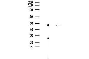 anti-Ubiquitin-Like Modifier Activating Enzyme 5 (UBA5) (Internal Region) antibody
