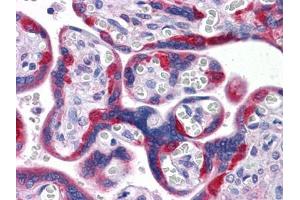 Immunohistochemical analysis of paraffin-embedded human Placenta tissues using PEG10 antibody (PEG10 抗体)