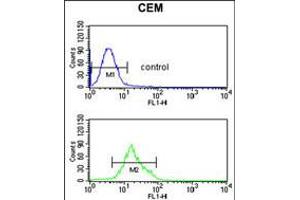 Flow cytometric analysis of CEM cells (bottom histogram) compared to a negative control cell (top histogram). (TCHP 抗体  (AA 291-320))